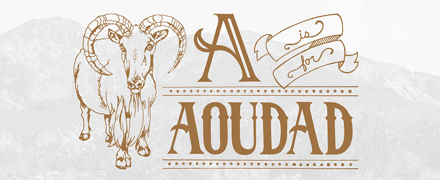 Aoudad digitized pencil typogrpahy illustration